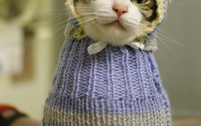 Orgu Kedi Kiyafetleri Yapimi Resimli Orgu Modelleri