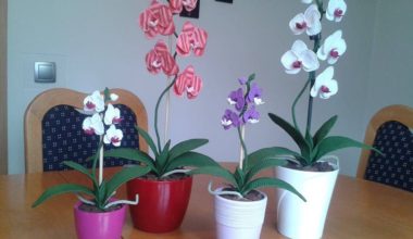 Orkide örgü çiçek