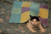 Kedileriniz için örgü battaniye