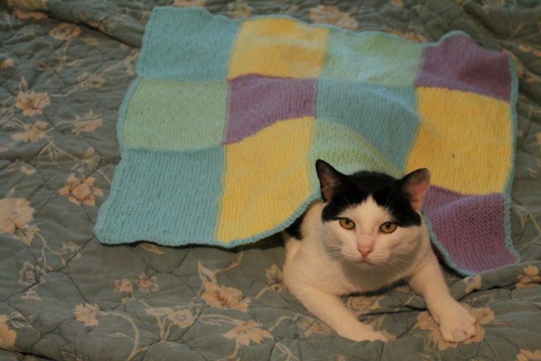 Kedileriniz için örgü battaniye
