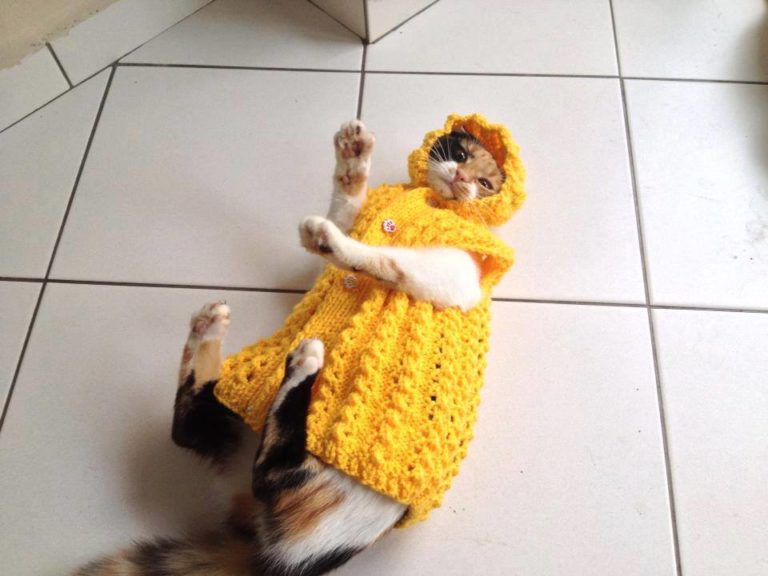 Sarı ipten örülmüş örgü kedi yeleği