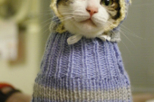 Kedi köpek için örgü elbiseler